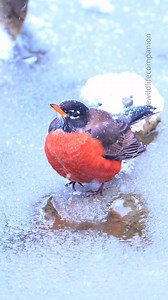 American Robin in a snowstorm! #birds #bird #americanrobin #robins #cardinal #songsparrow #sparrow #songbirds #naturelovers #birdsoffb#wildlifevideos #naturevideos #wildlife #birdlife #birdwatching #wildlifephotography #naturephotography #nikon #nikonusa | thewildlifecompanion
