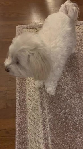 9.5K views · 614 reactions | Boop! #puppies #pets #dogs #boop #love #joy | Dountin | Facebook