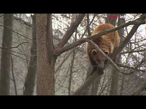 Are the Swiss ready for bears?