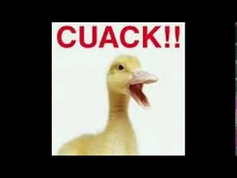 EFECTO DE SONIDO . CUACK