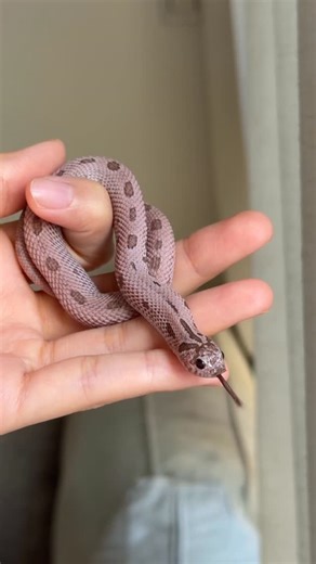 Gray Matter Reptile 灰質爬蟲 on Instagram: "Feeling shy today 😳☀️🐍 Super Arctic Mai Tai Conda Western Hognose Snake 🐍 #豬鼻蛇 #灰質爬蟲 #蛇 graymatterreptile reptile hognose hognosesnake snake 爬虫類 シシバナ シシバナヘビ 뱀 파충류 สัตว์เลื้อยคลาน"