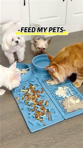 ASMR feed my pets#asmr#feedpets#puppyspout#slower#dogproducts