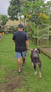 SIT & DOWN COMMANDS without using treats and voice commands. Disclaimer: Hindi po ako trainer or behaviorist. Ako po ay isang enthusiast. Ang mga videos ko po ay galing sa mga nabasa ko, napanuod ko, na-mentor sa akin at sa sariling experience ko. Wala po akong "common template" lahat po ay mga teknik na sa tingin ko ay simple lang. Now, si Turkey po ay pangalawang araw ko pa lang na-handle. Kasi may mas mga matinding case po sa kanya na inuuna ko pag aralang i-resolve. Baka i-bash nyo agad yung