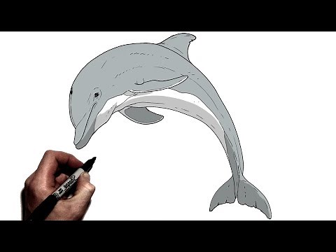 How To Draw a Dolphin | Step By Step