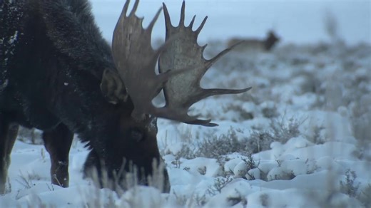 43K views · 1.4K reactions | They must be brothers, eating and fighting at the same time haha | The Online Moose | Facebook