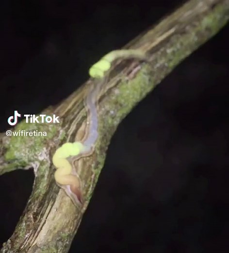 New Alien Bug Life Form Discovered | Found Footage