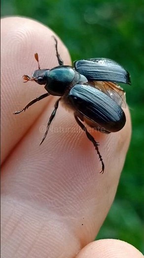 VUELA 🙌🪲 #escarabajos #insectos #naturalmente