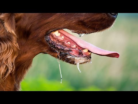 Dog Panting Sound Effect | 10 MINUTES | High Quality Audio