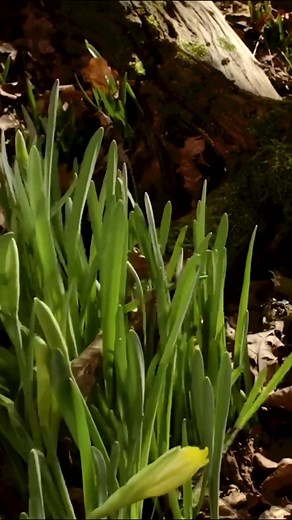 4.6K views · 160 reactions | We are looking forward to spring, and there are some signs it is already on its way... ( Getty images) #SpringAwakening #Dafodils #SpringFlowers | Country Living Magazine | Facebook