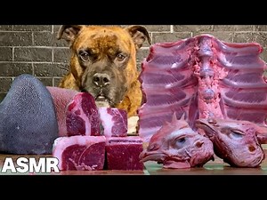 MUKBANG ASMR Dog eating Raw Meats! Beef tongue lamb meat with deer bones【American Bully】