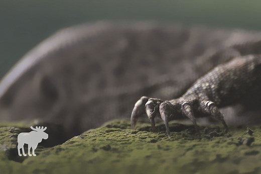 What Can Kill A Komodo Dragon? — Forest Wildlife