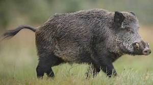 Ontario officials watch invasive pig numbers so they don't go wild - The Weather Network