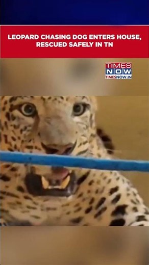 Tamil Nadu: Leopard Enters Home While Chasing Dog, Rescued Safely #shorts