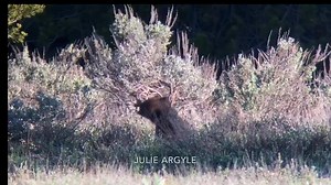 2.2K views · 181 reactions | Wrestling a sagebrush bush can be tough work! Have a wonderful Sunday everyone! - Julie | Wild Love Images - Julie Argyle Wildlife Photography #shootwithacamera | Facebook