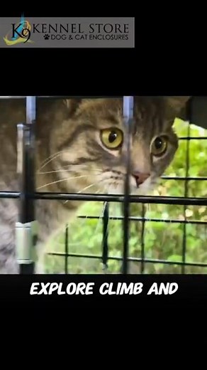 What Is a Catio and Why Do Cats Love It?