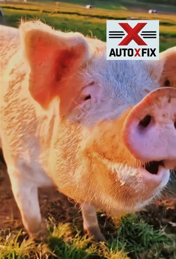 Auto X Fix: Cuando el Cerdo Suena como un Muffler