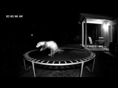 🎉 Late Night Bounce: Ferret Fun on the Trampoline! 🌙