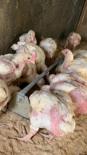 322K views · 3.7K reactions | Brooding 101: The first week of a chick’s life is the most important. How you manage these 7 days will show in their growth, health, and final weight. | Zahra Farms | Facebook