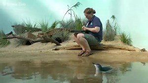 Bronx Zoo breeds a little penguin for first time in 120-year history