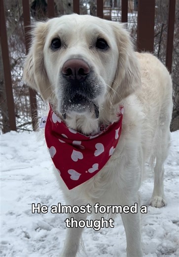 The loading screen came up… then nothing. 🤷‍♀️ #doghumor #funnyreels #dogreels #petcontent #handmadepetaccessories