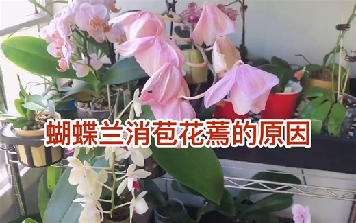蝴蝶兰消苞花蔫的原因