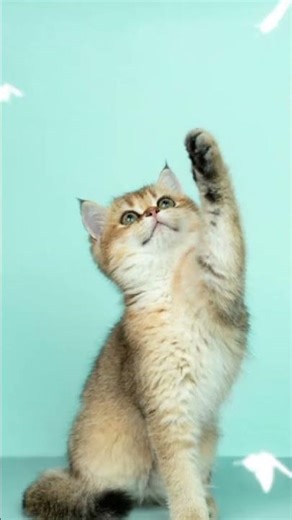 not a good editor but it's a ok ok edit :D #ncurses #arraycalc #makefile