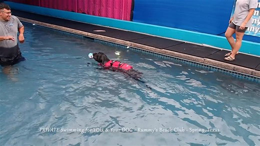 BIG SPLASH, BIGGER PAWS  - Chowder, the 8-month-old Cane Corso, had...