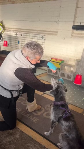 Yey!!! We had an amazing breakthrough! Iris has learnt paws up on an arm! One of the reasons for teaching-dog learns where their front feet are and how to place them deliberately. This improves balance, coordination, and confidence it can also offer an alternative behaviour for jumping up, controlled and on cue! #sniffandlearn #lurcher #rescuedog #scentwork #trainyourdog | Sniff and Learn K9 Academy