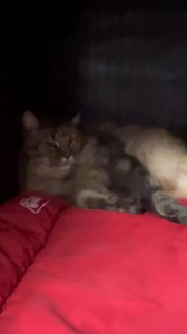 Some frisky’ shops dogs today playing around in that ‘fresh snow ❄️❄️🐶🤩🙌🏼😻💗🐢🐾🛁🦴🐈‍⬛🐕🫶🏻🥰💕#yourgotopetstylist #thegroomersmidland #trending #furbabies #fyp #doglife #groomers #cutedog #cutepets #doggroomer #pets #cat #dogs #animals #mainecoon #Himalayan #animallovers #longhairedcats #animal #catgroomer #Poodle #Mutts #funny #doodle #turtle #spaniel #bichon #terrier #shepard #cockapoo #yorkie #ShihTzu #maltese #Lhasaapso #husky #GoldenRetriever | The Groomers