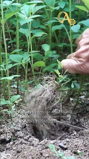 Cover crops: A simple tool for a sustainable future