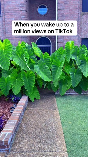 1 MILLION VIEWS!! 🤯💃 I appreciate every single one of y’all. Thank you for the love! ❤️ #millionviews #fyp #plants #gardentok #garden