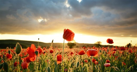 8 ans de mariage : comment fêter ses noces de coquelicot ?