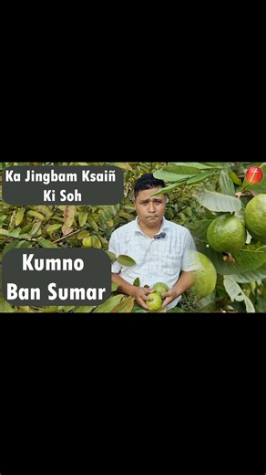 Heiplanmi Rymbai on Instagram: "Ki Ksaiñ ha ki Soh bad ka Rukom Sumar management of fruit fly ##fruitflycontrol #fruitfly #organicfarming #organiccontrol #guava #guavafruit #horticulture #orchard #insects #insectpest"