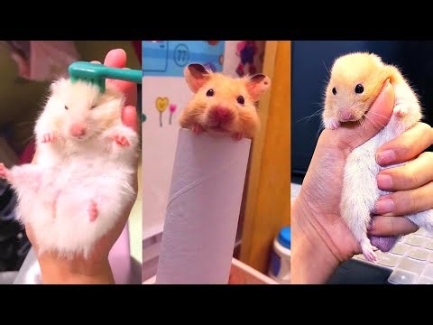 Funny and Cute Hamster Videos Compilation - Funniest Hamsters Of All Time 2022 - #27