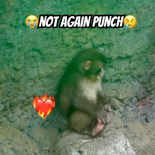 Ouch! Punch Hurt His Foot? Rock or Accident? 😢 Ichikawa Zoo Update #shorts