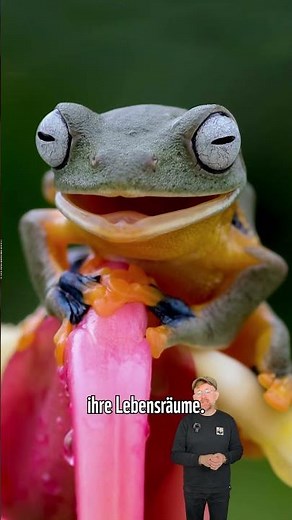 🤔 Tierwissen 👨🏻‍🔬: 🐸 Frosch vs Kröte 🟢