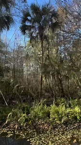 Wild Florida… | J Morgan Adams