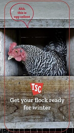 How to Winterize Your Coop | Tractor Supply Co. #chickencoops #chickenlife