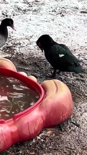 Muscovy ducks still live to swim in the snow #coldweather #ducksoftiktok