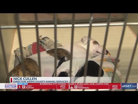 Over 50 organizations to host Mega Pet Adoption Event on Saturday