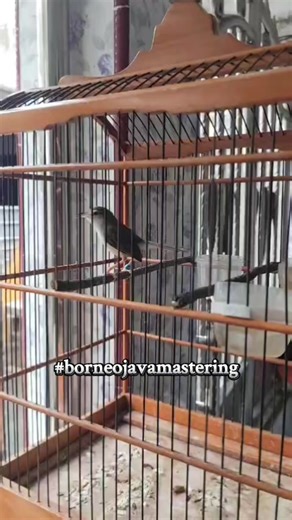 #burungmasteran #burungmasteranmewah #masteranburung #kicaumania #kicaumaniaindonesia
