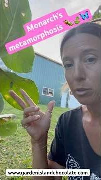 Monarchs- the caterpillars already contain the wings & the chrysalis is skin under the last shed🐛🦋