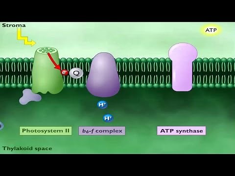 Photosynthetic Electron Transport and ATP Synthesis.