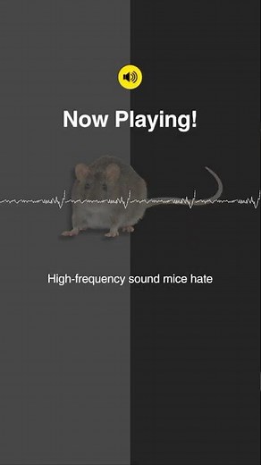 Sounds Mice Hate (Test Clip – 20s) - High-Frequency Sounds of 17kHz and 20kHz