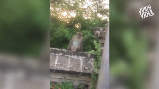 179K views · 2.8K reactions | Vote for this monkey who hates selfies for President | This is Happening | Facebook