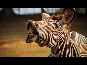 Surprising Zebra Defense Tactics: surprising zebra survival strategies