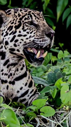 animales de la selva peruana