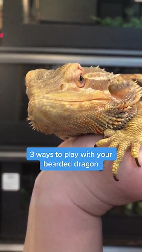 Fun and Interactive Activities for Bearded Dragons
