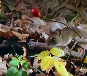 Baby Einstein 11 - Neighborhood Animals - Discovering Familiar Animals (06mos)