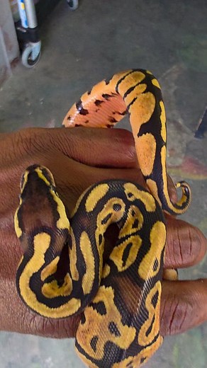 Trident Exotic Pets on Instagram: "🌀🐍 Ball Python Fun Facts! 🐍🌀 Did you know ball pythons are one of the most popular pet snakes in the world? Here’s why both kids (and parents!) love them: ✨ Super Calm: Ball pythons are gentle and easy to handle, making them a great “first snake” for families. ✨ Cool Defense Trick: When they feel shy or scared, they curl up into a tight ball—like a snake donut! 🍩 ✨ So Many Looks: Ball pythons come in hundreds of beautiful colors and patterns, called “morph